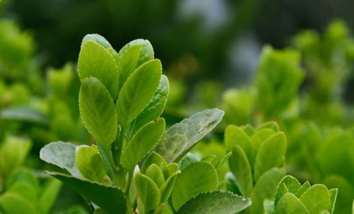 2021年小满是几月几号几点几分 小满有什么讲究和禁忌