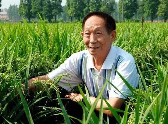 杂交水稻的影响和意义是什么?杂交水稻对中国的意义和影响具体有哪些?