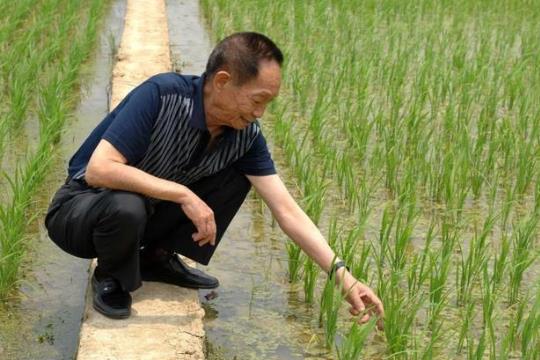 杂交水稻的栽培技术?杂交水稻什么时候问世的?