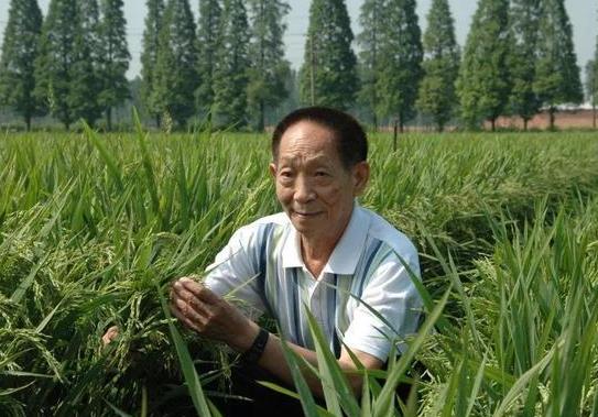 杂交水稻的栽培技术?杂交水稻什么时候问世的?