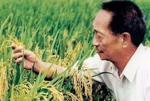 杂交水稻和转基因水稻的区别是什么?杂交水稻什么时候问世?