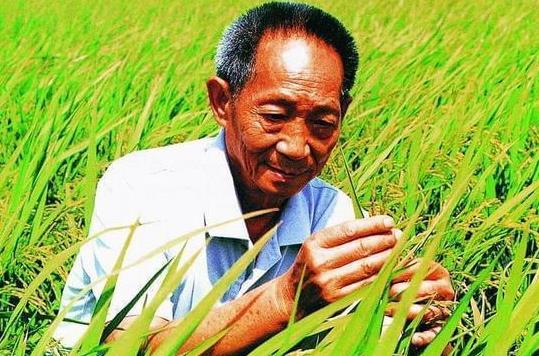 杂交水稻和转基因水稻的区别是什么?杂交水稻什么时候问世?