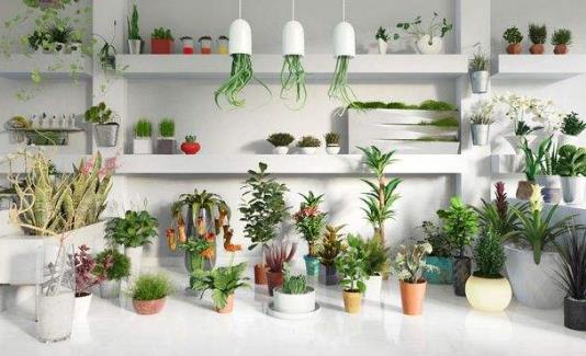 家里养什么植物好?哪些植物防辐射?
