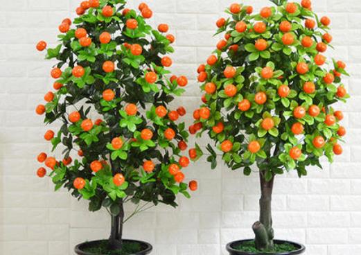 家里养什么植物好?哪些植物防辐射?