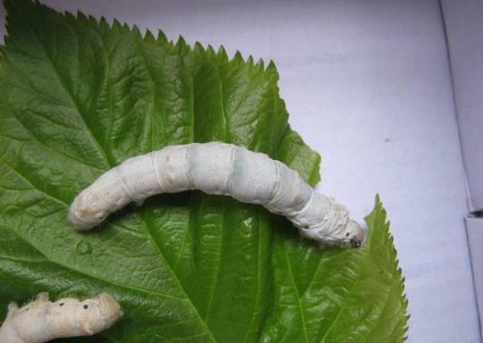 蚕宝宝一生要经过几次蜕皮?蚕蜕皮时卡在尾巴需要帮忙吗?