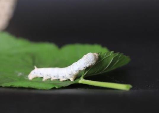 蚕宝宝变成飞蛾后还需要吃东西吗?怎么养蚕宝宝才不会死?