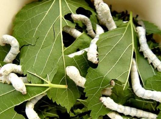 蚕变成飞蛾后怎样让它产卵?蚕宝宝什么时候吐丝结茧?