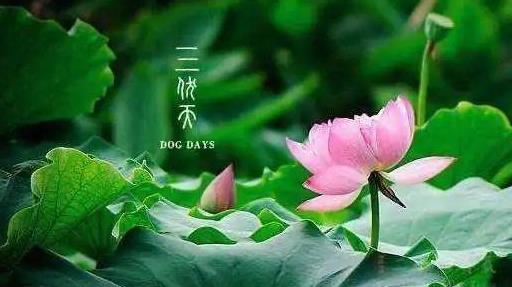 夏至三庚入伏是怎么计算的?2021年具体什么时候入伏什么时候出伏?