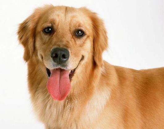什么是狂犬病?狂犬疫苗怎么打?
