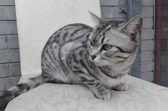 被猫抓伤没有及时打疫苗有什么危害?被猫咬了发病的前兆是怎样的