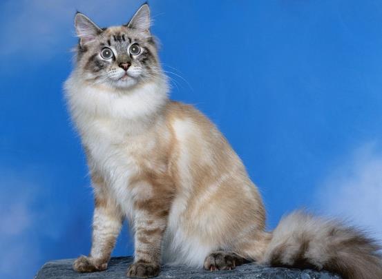 被猫抓伤没有及时打疫苗有什么危害?被猫咬了发病的前兆是怎样的
