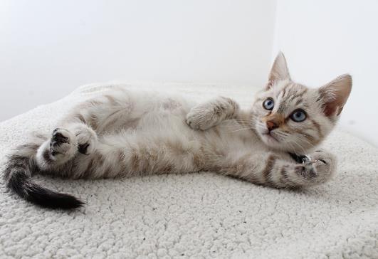 被猫抓勾破一点要吗?猫抓伤到什么程度要打狂犬疫苗?