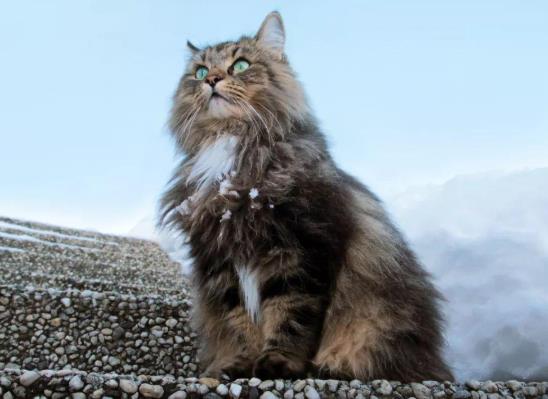 被猫抓勾破一点要吗?猫抓伤到什么程度要打狂犬疫苗?