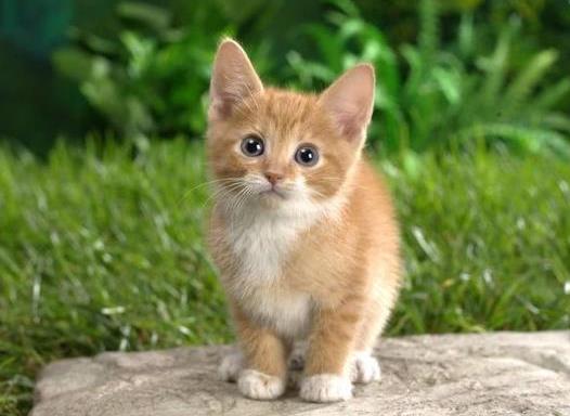 被猫抓勾破一点要吗?猫抓伤到什么程度要打狂犬疫苗?