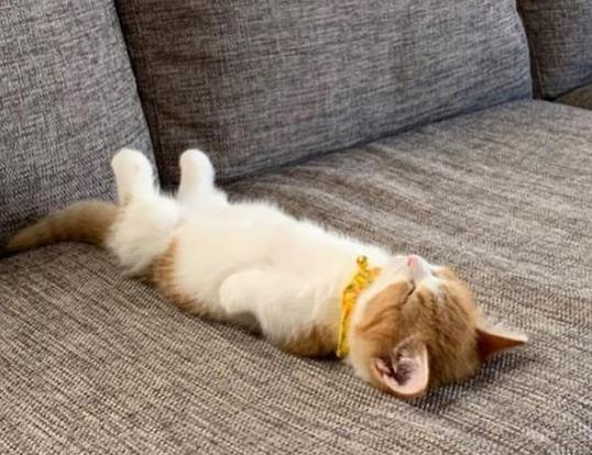 猫咪内外驱虫可以一起做吗?猫咪疫苗有哪些种类?