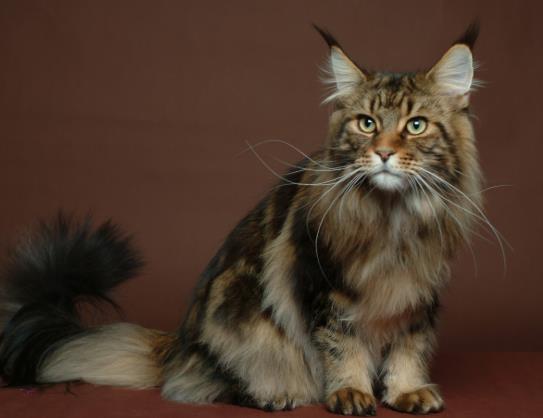 猫咪内外驱虫可以一起做吗?猫咪疫苗有哪些种类?