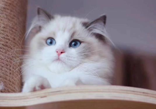 猫咪内外驱虫可以一起做吗?猫咪疫苗有哪些种类?