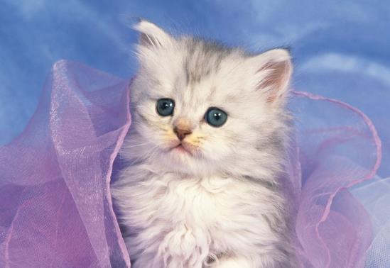 为什么猫咪吸猫薄荷有点发狂?猫咪疫苗放在冷藏室可以吗?