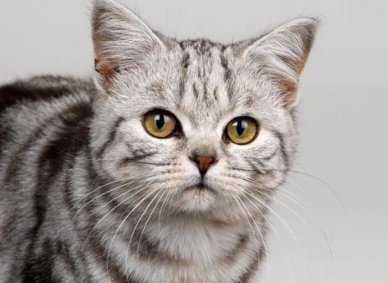 为什么猫咪吸猫薄荷有点发狂?猫咪疫苗放在冷藏室可以吗?