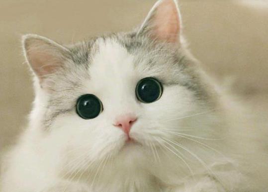 室内养猫多久驱虫一次?猫咪猫薄荷吃多了怎么办