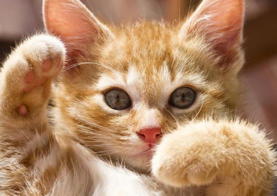 猫咪缺钙或过量会有什么反应?猫咪睡觉会做梦吗?