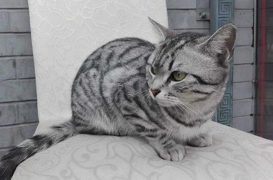 为什么猫咪讨厌洗澡?猫咪为什么要定期驱虫?