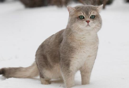 为什么猫咪讨厌洗澡?猫咪为什么要定期驱虫?
