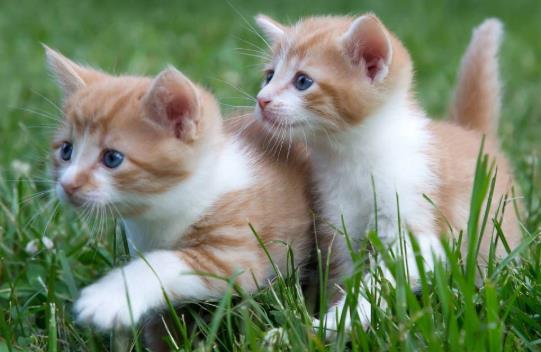 为什么猫咪讨厌洗澡?猫咪为什么要定期驱虫?