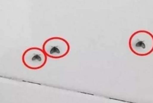 垃圾桶里的小飞虫是什么?怎么来的?怎么杀灭这些果蝇