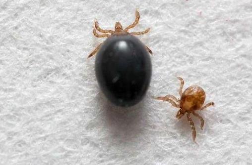 被蜱虫咬了死亡率高吗?被蜱虫咬了一定会得病么?
