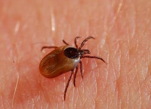 被蜱虫咬了死亡率高吗?被蜱虫咬了一定会得病么?