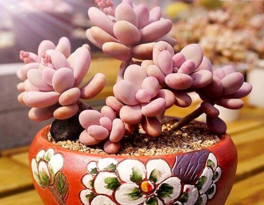 桃蛋只剩光杆子了怎么办?怎么让桃蛋爆小崽?