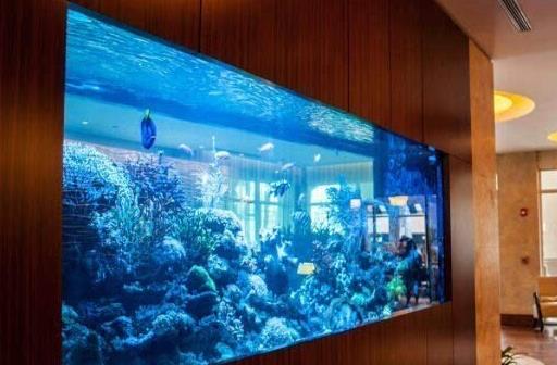 鱼缸的水浑浊怎么变清?养鱼加盐加多了有什么后果?