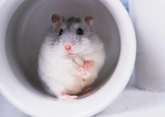 仓鼠窝多久清理一次?仓鼠木屑需要全部换吗?