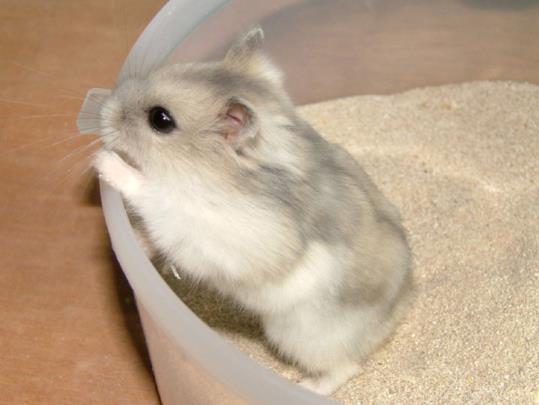 仓鼠窝多久清理一次?仓鼠木屑需要全部换吗?