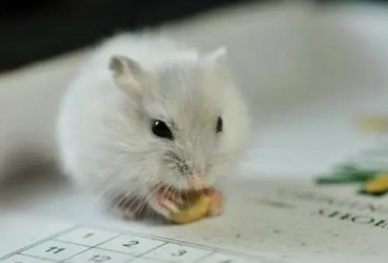 仓鼠笼子怎么清理?仓鼠笼子木屑多久清理一次?