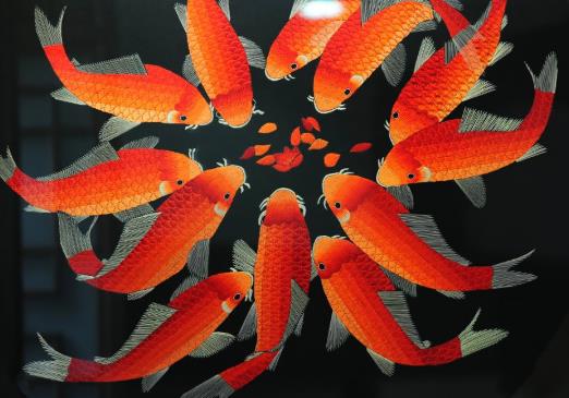 养锦鲤要注意什么?锦鲤可以用鱼缸养吗?