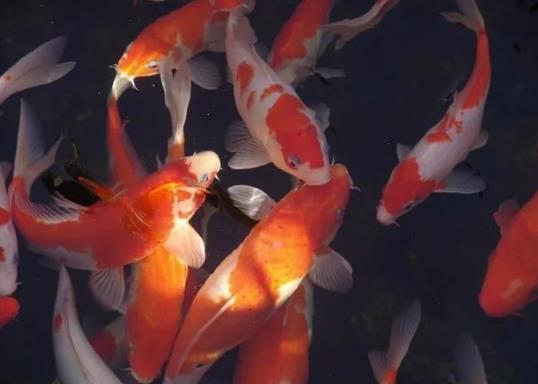 锦鲤在水里总张嘴是什么原因?锦鲤身子歪了怎么救?