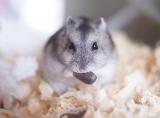 仓鼠便便怎样才正常?仓鼠多久喂食一次?