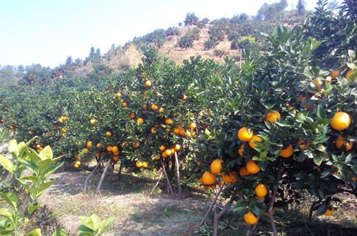 果园的土壤为什么要改良?果园土壤板结对果树有什么影响?