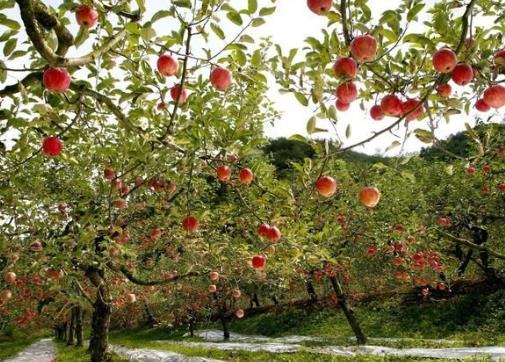 怎样改良有问题的果园土壤?果园什么时候翻土好?