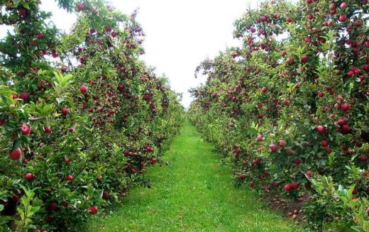 怎样改良有问题的果园土壤?果园什么时候翻土好?