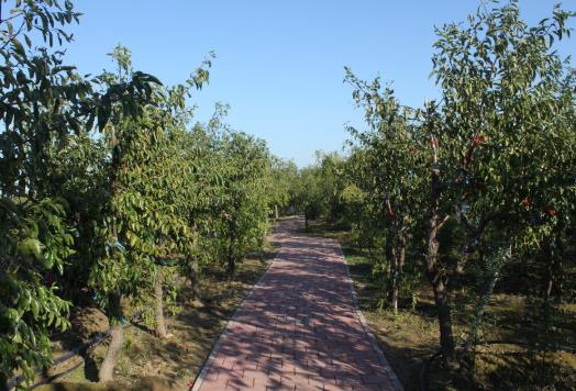 怎样改良有问题的果园土壤?果园什么时候翻土好?