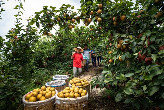 果园盐碱地土壤如何改良?果园土壤板结的原因是什么?