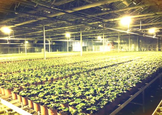植物补光灯会不会伤到君子兰?植物补光灯效果好不好?