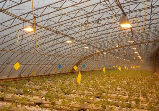 植物补光灯会不会伤到君子兰?植物补光灯效果好不好?