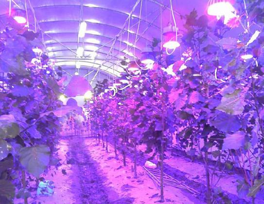 植物补光灯会不会伤到君子兰?植物补光灯效果好不好?