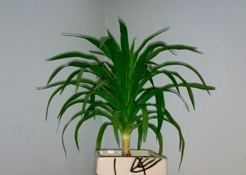 哪些植物吸甲醛?哪些东西吸甲醛?