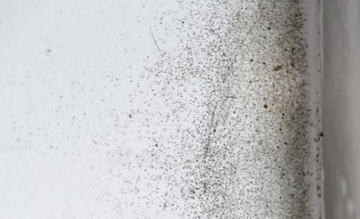 墙壁发霉帮你赶走顽固霉斑 日常简易处理小窍门