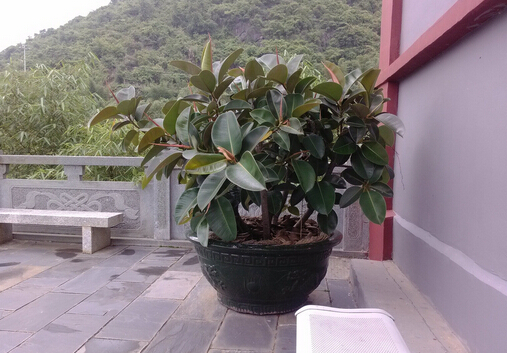 家里有宝宝能养橡皮树吗?橡皮树有毒吗?